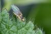Phytomyza ranunculi